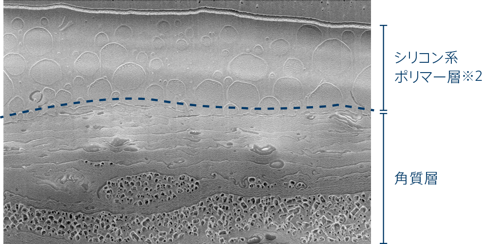 顕微鏡から見た肌※1の断面図